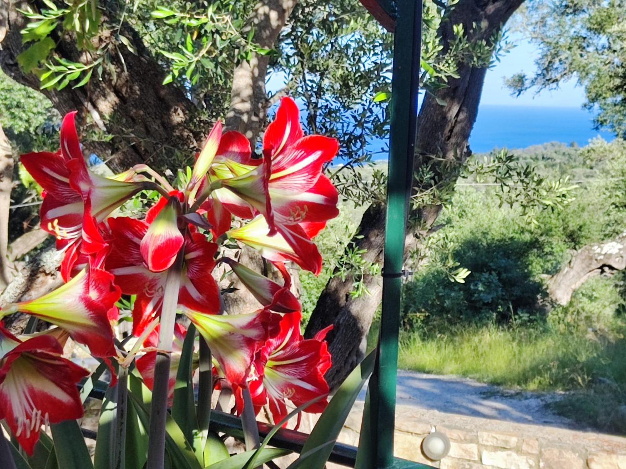 Casa Tereza *